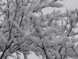 neve del 7 marzo 2004 4
